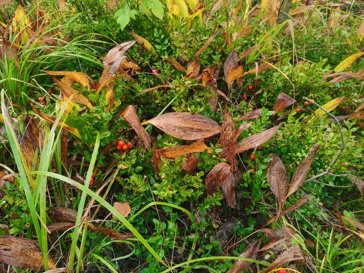 Продажа участка, Щелково